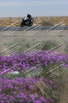 media/Jan-14-2023-SoCal Trackdays (Sat) [[497694156f]]/Turn 14 Exit Bloomig (145pm)/